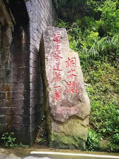 记,武夷山茶游学(二)武夷出发去往桐木关!