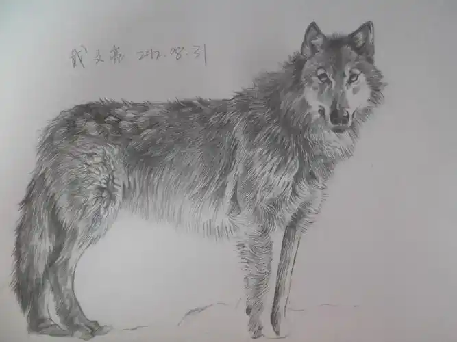 狼|纯艺术|素描|捉鬼少年 - 原创作品 - 站酷 (zcool)