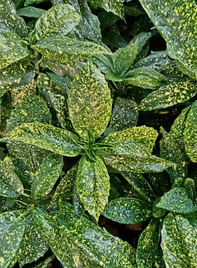 花叶青木,又名洒金珊瑚