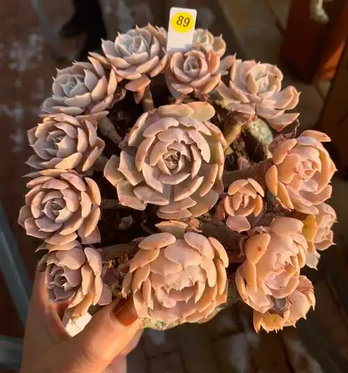 一物一拍精品控养多肉群生安娜泽维尔玫瑰老韩货老桩一体无砍整