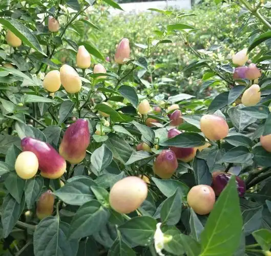 有货广西新鲜七彩椒辣椒五彩椒小泡椒灯笼剁椒5色生辣椒3斤装