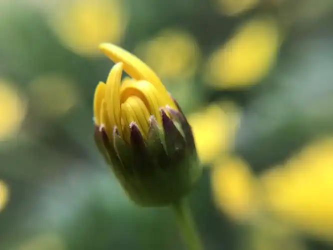 微距拍摄的小花蕾,美丽的花瓣悄悄地探出来一两片