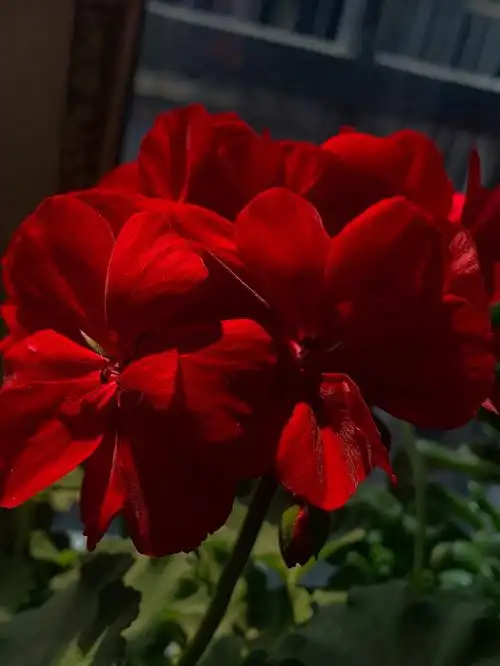 绝美红丝绒天竺葵阳台开花神器