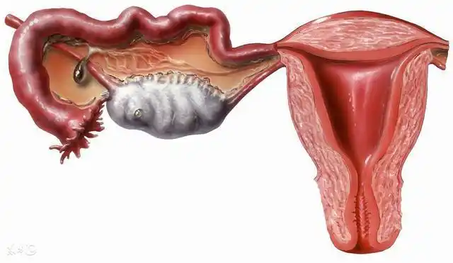 卵子排出是什么感觉女性的排卵日期一般在下次月经来潮前的14天左右.