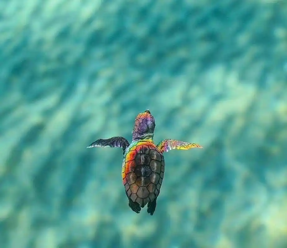 网友:彩虹海龟,好漂亮呀!