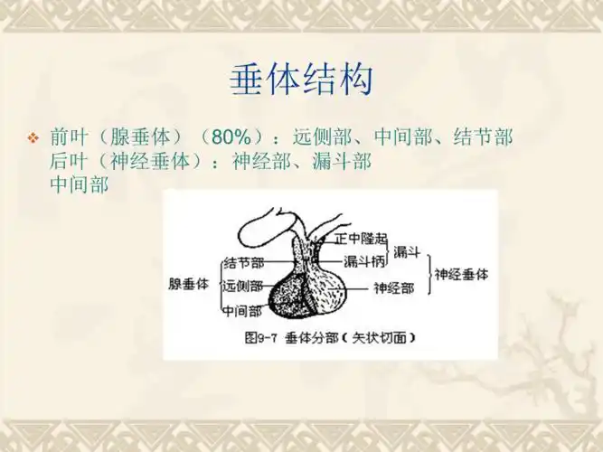 垂体病变的磁共振诊断教程.ppt