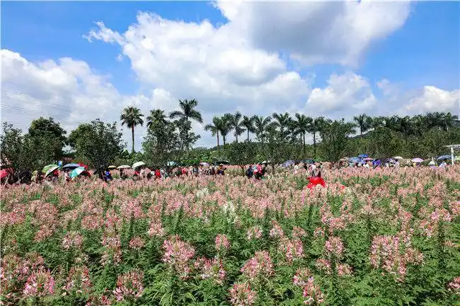 佛山盈香生态园夏花绚烂彩蝶翩跹