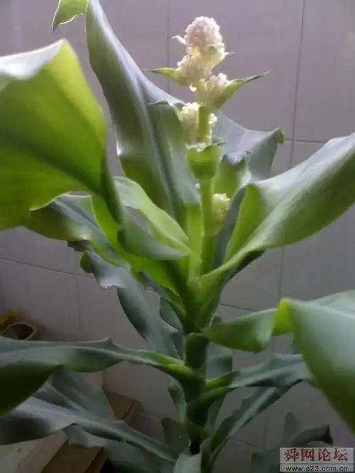 叶子象玉米叶花开小黄花是什么花