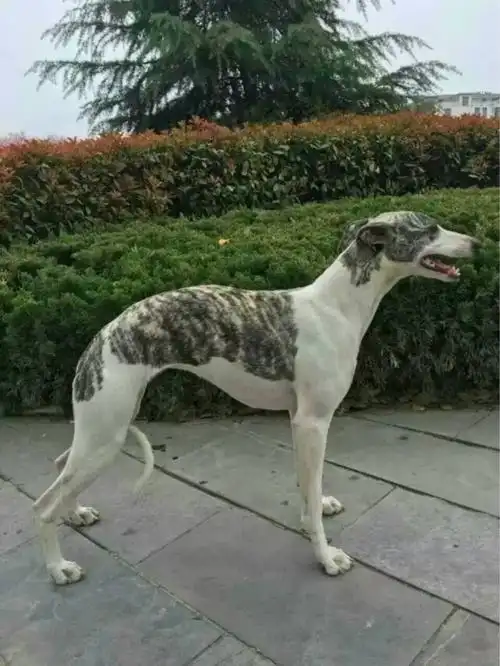 求购全白格力小公 - 格力|惠比特交易 - 猛犬俱乐部-中国具有影响力的