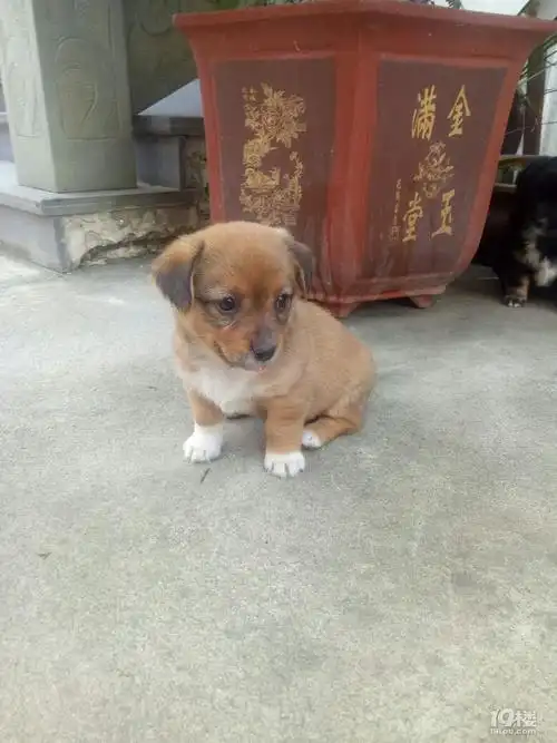 免费送自家矮脚狗