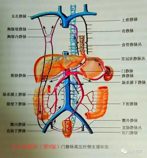 门静脉高压侧枝循环分流类型
