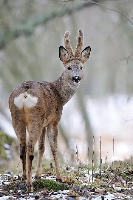 雄獐图片_雄獐高清图片_全景视觉