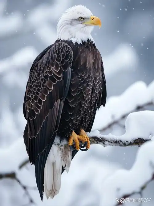 雪中雄鹰展翅,傲视苍穹.#动态夏日征集令