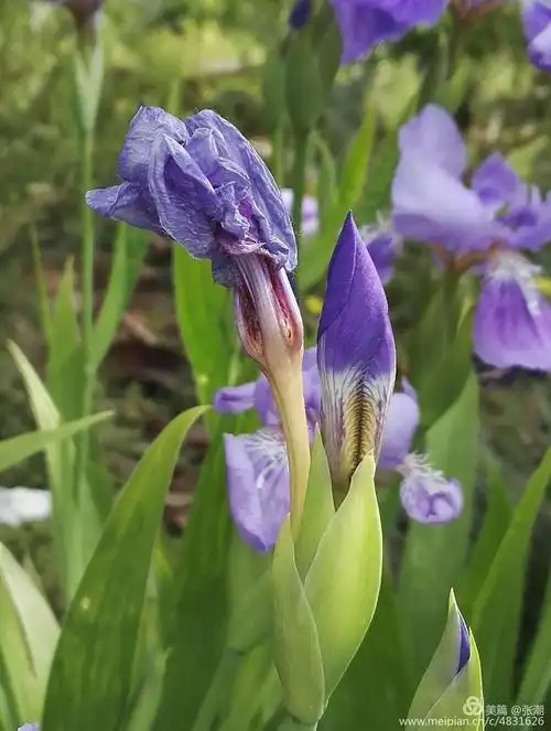 赏花 五彩斑斓的清馨园之 鸢尾花 写美篇  古希腊鸢