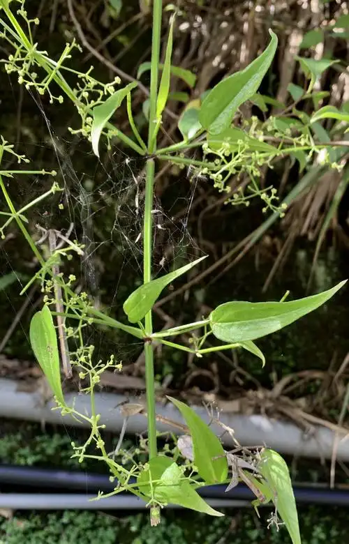 occurrence 2009837 物种:  林氏茜草 rubia linii c.y.