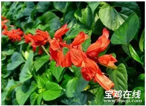 我喜欢吃受潮的曲奇饼干和一串红的花,有像我一样喜欢吃奇怪东西的人