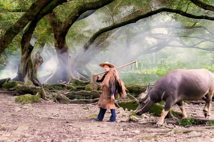 福建霞浦杨家湾放牛图