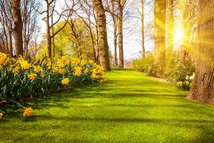 春天草地上的花朵春天的风景.阳光照在草地上的花朵上.花园i照片