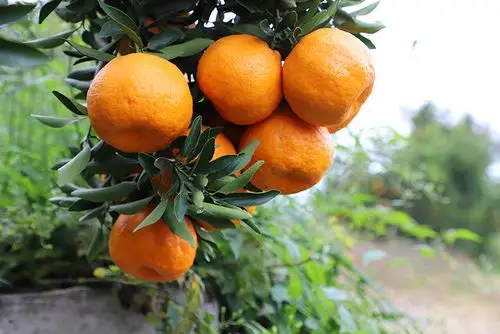 【爱心消费扶贫】秭归宜昌椪柑10斤装大果(70mm以上)