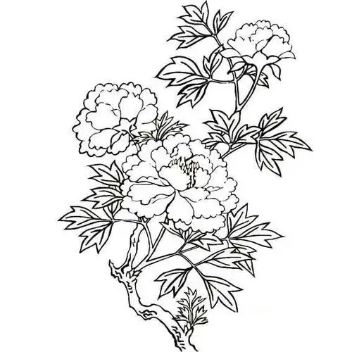 花中之王牡丹花简笔画