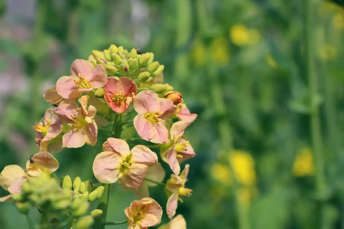 扬州选育彩色油菜花打造多彩花田_中国江苏网