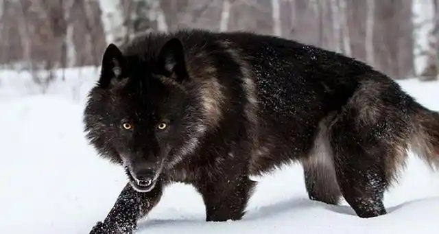 最大的犬科动物