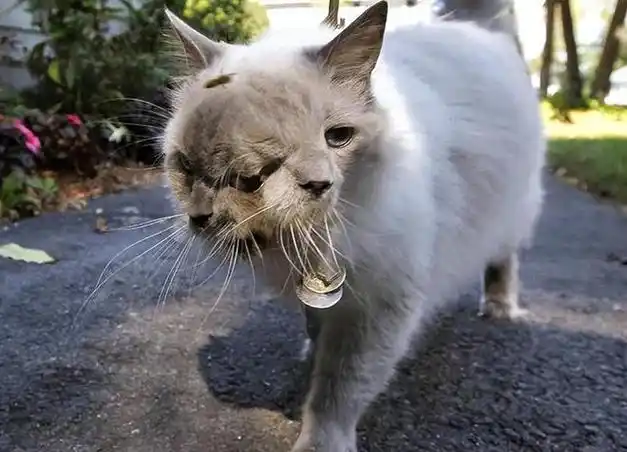 日本核辐射有多可怕96条腿的章鱼简直就是现实版的生化危机