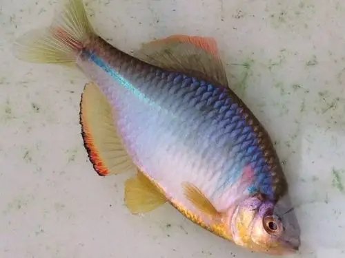 沙家浜国家湿地公园地处长江中下游地区,属于阳澄湖水系,鳑鲏鱼是这里