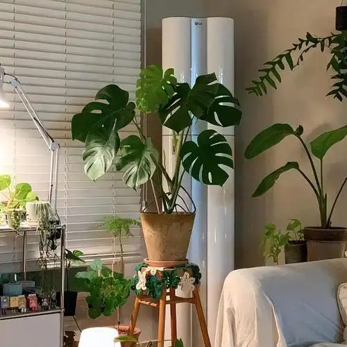 适合睡房养的植物排名(适合卧室养的10种绿植)-花晓网