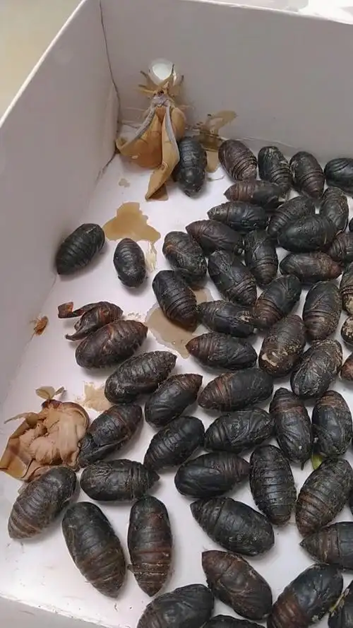 蚕蛹变成了蛾子,还挺好看