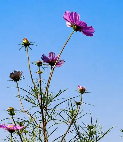 山上的格桑花开的好美丽