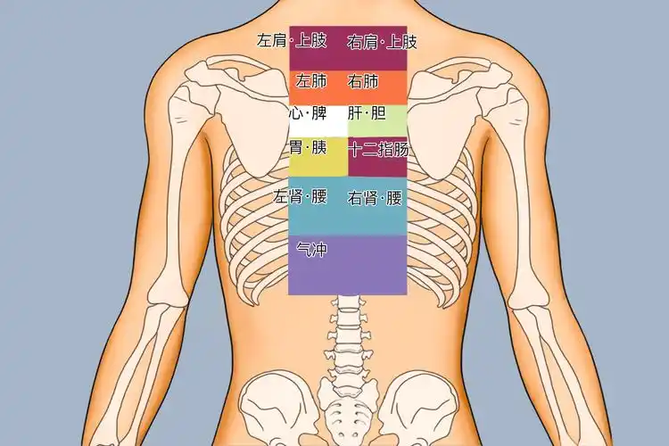 后背反射区位置示意图_有来医生