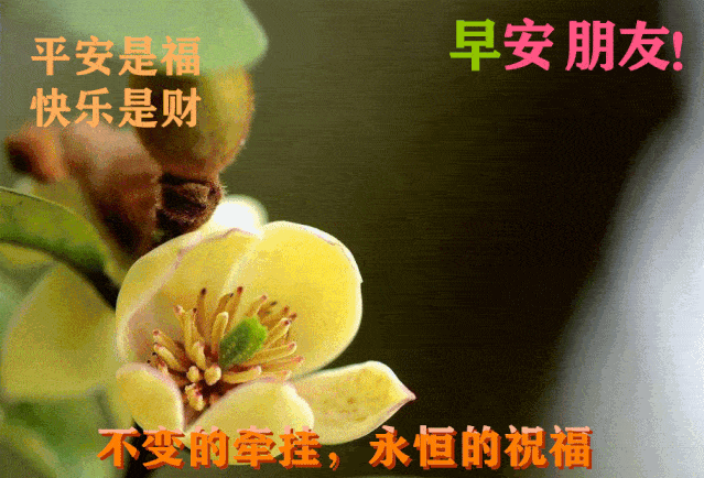 微信最好听的早安问候祝福短信 最好看的早安鲜花图片带字
