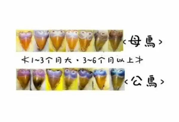 虎皮鹦鹉公母鼻子对照表图平时大多聚集20只甚至数百只