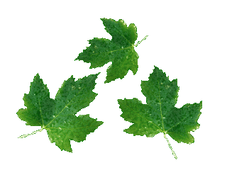 320_240gif 动态图 动图