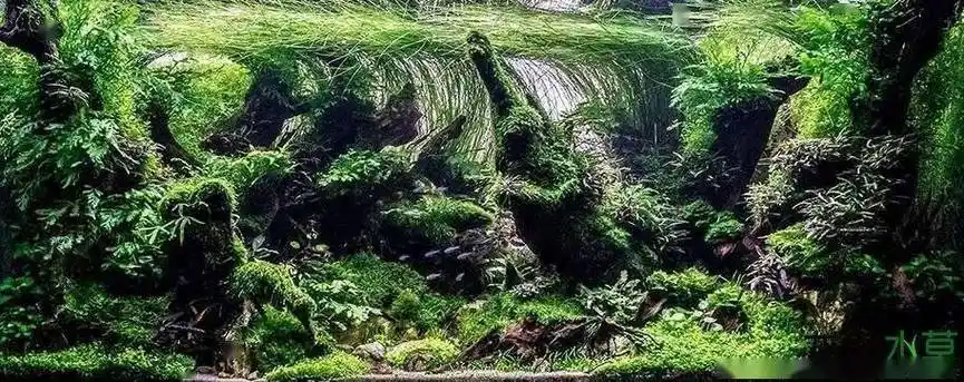 水草缸后景草的8种布局方式让你一次看个够