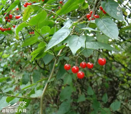 白英——有效抗癌草药