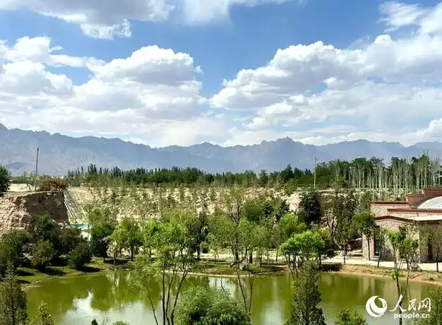 "行进中国"调研行·活力宁夏|塞外新风景 "戈壁滩"上的"紫色梦想"