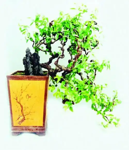 观枝植物 龙爪枣 盆景