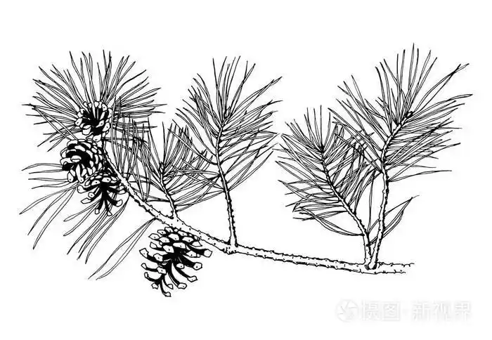 复古雕刻风格黑色钢笔插画-正版商用图片0tne8o-摄图新视界