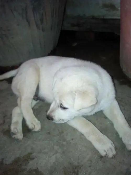 这是什么狗 土狗吗?