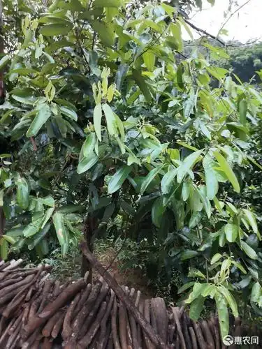 肉桂 老树桂枝条