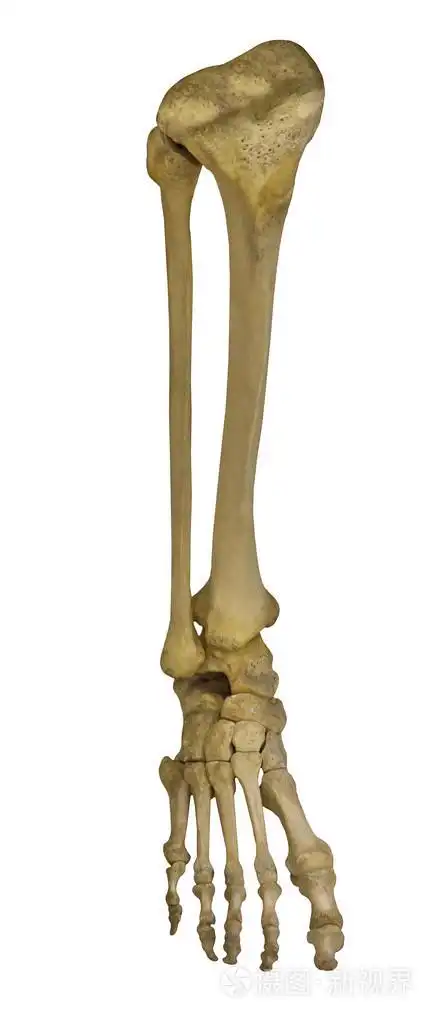 人体腿部骨骼
