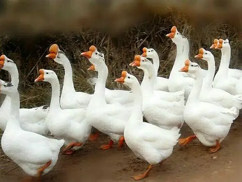 皖西白鹅