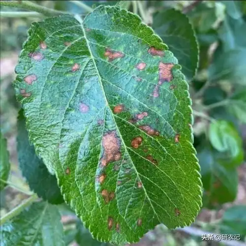 苹果上有一种病害发病急落叶严重提前预防才是正道