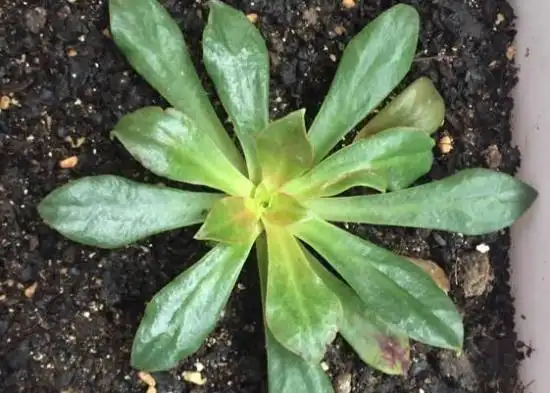 露薇花从播种到开花全过程展示(附图) 露薇花多少钱一盆