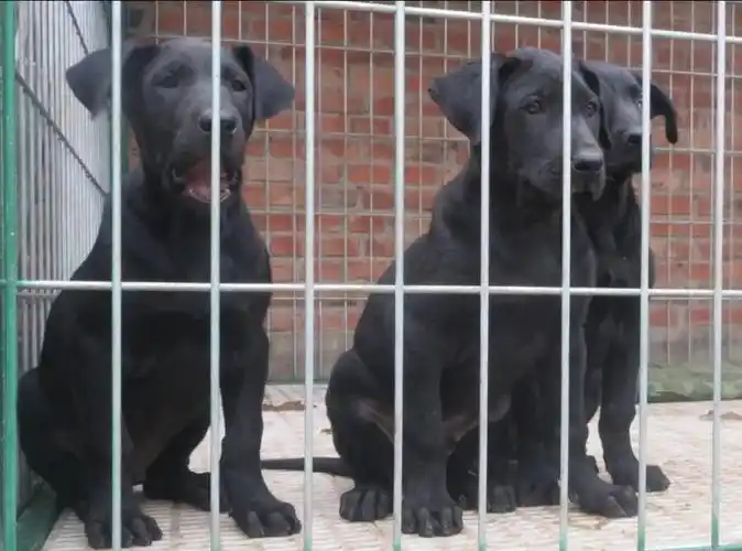 纯种黑狼犬幼犬出售三个月黑狼犬母犬价格