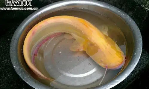 黄鲶鱼背上有背鳍吗?