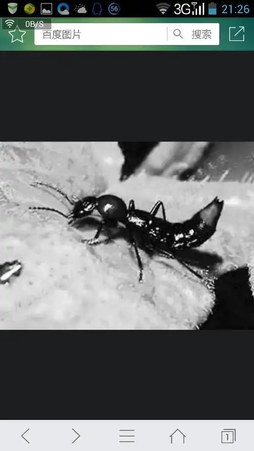 这是什么虫子咬了人会起包吗起了包会很痒吗