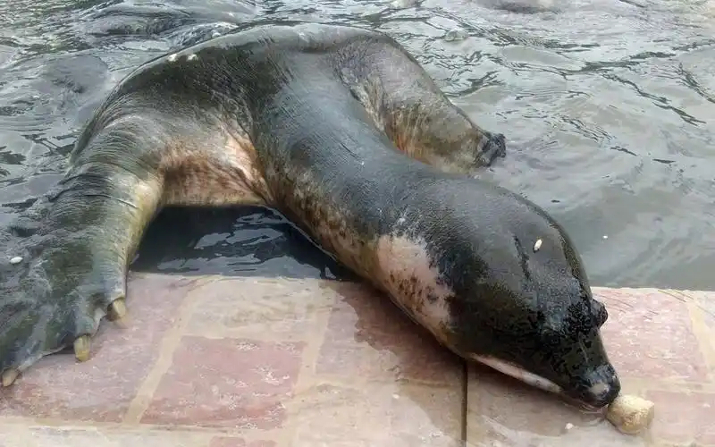 活动作品比幼发拉底斑鳖还稀有的鳖黑鳖nilssonianigricans